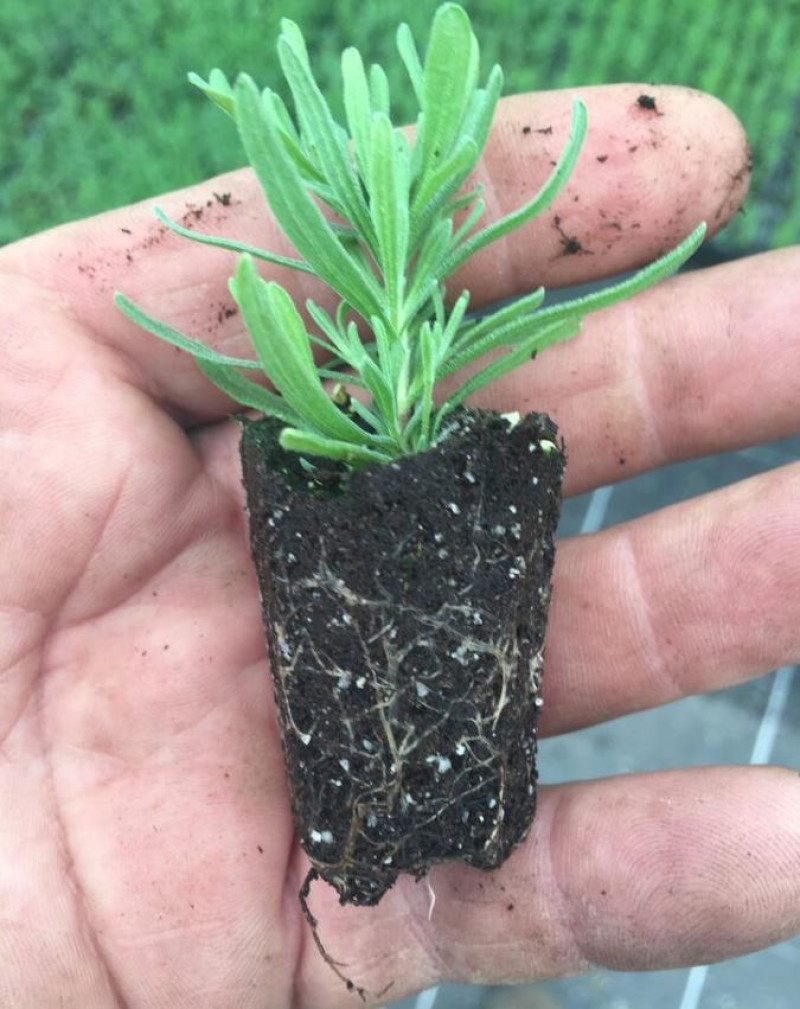 Lavendel-stekjes-uitplanten-vanuit-potjes-zaaitray-wanneer-en hoe